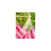Amazonas Hängesessel Brasil Grenadine AZ-2030130, Camping-Hängesessel