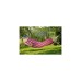 Amazonas Tonga Candy AZ-1066100, Camping-Hängematte(pink, Mit Spreizstäben)