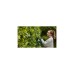 Bosch Akku-Heckenschere EasyHedgeCut 18V-52-13, 18Volt(grün/schwarz, Li-Ionen Akku 2,0Ah, POWER FOR ALL ALLIANCE)