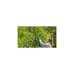 Bosch Akku-Heckenschere EasyHedgeCut 18V-52-13, 18Volt(grün/schwarz, Li-Ionen Akku 2,0Ah, POWER FOR ALL ALLIANCE)