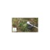 Bosch Akku-Rasentrimmer Advanced Brushcut 36V-23-750, 36Volt(grün/schwarz, Li-Ionen Akku 2,0Ah, POWER FOR ALL)