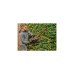 Einhell Akku-Heckenschere GE-CH 36/61 Li-Solo, 36Volt (2x18V)(rot/schwarz, ohne Akku und Ladegerät)