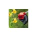 Einhell Akku-Rasentrimmer GC-CT 18/24 Li(rot/schwarz, Li-Ion Akku 2,0Ah)