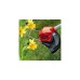 Einhell Akku-Rasentrimmer GC-CT 18/24 Li-Solo, 18Volt(rot/schwarz, ohne Akku und Ladegerät)