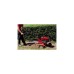 Einhell Benzin-Bodenhacke GC-MT 2560 LD(rot/schwarz, 2,5kW)
