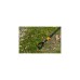 Fiskars QuikFit Jätschuffel (Dutch Hoe), Kultivator(schwarz/orange, 12,5cm)