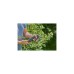 GARDENA Akku-unterstützte Gartenschere AssistCut(schwarz/türkis, Bypass)