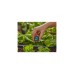 GARDENA Micro-Drip-System 6 in 1 Sprühdüse, 2 Stück(schwarz/türkis, Modell 2023)