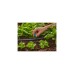 GARDENA Micro-Drip-System Endkleinflächendüse, 10 Stück(schwarz/türkis, Modell 2023)