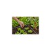 GARDENA Micro-Drip-System Endtropfer 2 l/h, druckkompensierend(dunkelgrau, 10 Stück, Modell 2023)