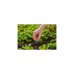 GARDENA Micro-Drip-System Kleinflächendüse, 10 Stück(schwarz/türkis, Modell 2023)