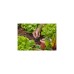 GARDENA Micro-Drip-System Kreuzstück 4,6mm (3/16