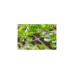 GARDENA Micro-Drip-System Kreuzstück 4,6mm (3/16