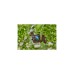 GARDENA Micro-Drip-System Regulierbarer Reihentropfer 0-15 l/h(schwarz/türkis, 10 Stück, Modell 2023)
