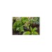 GARDENA Micro-Drip-System Regulierbarer Reihentropfer 1-8 l/h, druckkompensierend(schwarz/türkis, 5 Stück, Modell 2023)