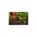 GARDENA Micro-Drip-System Regulierbarer Reihentropfer 1-8 l/h, druckkompensierend(schwarz/türkis, 5 Stück, Modell 2023)