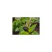 GARDENA Micro-Drip-System Reihentropfer 2 l/h(schwarz/türkis, 10 Stück, Modell 2023)