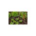 GARDENA Micro-Drip-System Reihentropfer 2 l/h, druckkompensierend(dunkelgrau, 10 Stück, Modell 2023)