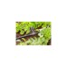 GARDENA Micro-Drip-System T-Stück 4,6mm (3/16