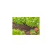 GARDENA Micro-Drip-System T-Stück 4,6mm (3/16