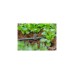 GARDENA Micro-Drip-System T-Stück für Sprühdüsen/Endtropfer, 4,6mm (3/16