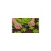 GARDENA Micro-Drip-System T-Stück für Sprühdüsen, 13mm (1/2