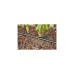 GARDENA Micro-Drip-System Tropfbewässerung Hecken/Büsche Set, 50 Meter, Tropfer(schwarz, Modell 2023, ober- und unterirdisch)