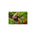 GARDENA Micro-Drip-System Verbinder 4,6mm (3/16