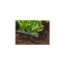 GARDENA Micro-Drip-System Verschlussstopfen 13mm (1/2