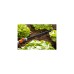 GARDENA Perl-Regner 7,5 Meter, Tropfsystem(schwarz)