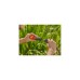 GARDENA Profi-System Regulierstop 19mm (3/4