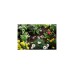 GARDENA Tropfrohr oberirdisch 4,6mm, Tropfer(schwarz, 15 Meter)