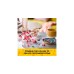 LEGO 40725 Iconic Kirschblüten, Konstruktionsspielzeug