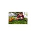 Mattel Jurassic World Wild Roar Regaliceratops, Spielfigur