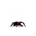 Schleich Harry Potter Aragog, Spielfigur