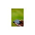 Senic Friends of Hue Outdoor Switch, Taster(schwarz)