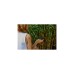 Senic Friends of Hue Outdoor Switch, Taster(schwarz)