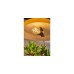 Shelly Vintage A60, LED-Lampe(Filament)