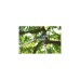 WOLF-Garten Amboss-Astschere Power Cut RS 800 V(rot/silber)