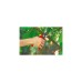 WOLF-Garten Amboss-Gartenschere Premium Plus RS 4000, Astschere(rot/grau)