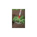WOLF-Garten Bügeljäter HO-M 15, multi-star, Hacke(rot/gelb, 15cm)