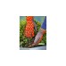 WOLF-Garten Beet-Handschuh 