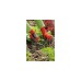 WOLF-Garten Beet-Handschuh 