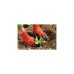 WOLF-Garten Beet-Handschuh 