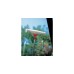 WOLF-Garten Fensterwischer EW-M, multi-star®, Fensterreiniger(rot/gelb, 35 cm)