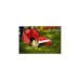 WOLF-Garten Handspindelmäher TT 380 DL(rot/schwarz, 38cm)