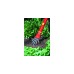 WOLF-Garten Kralle LF-M, multi-star, Hacke(rot/gelb, 6,5cm)
