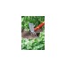 WOLF-Garten Mini-Hacke LN-M, multi-star(rot/gelb, 7cm)