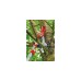 WOLF-Garten Profi-Baumschere RC-VM Amboss, multi-star(rot, Vario-Stiel)