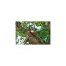 WOLF-Garten Profi-Baumschere RC-VM Amboss, multi-star(rot, Vario-Stiel)